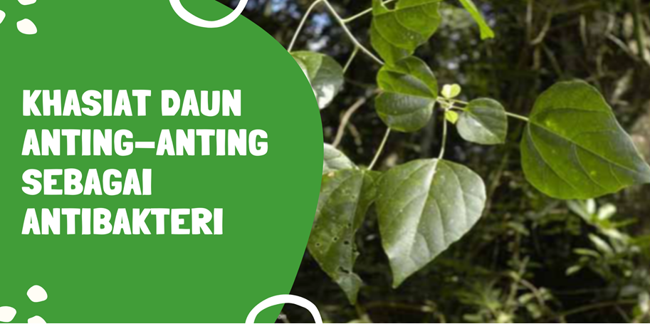 Khasiat Daun Anting-Anting Sebagai Antibakteri